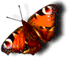 butterflyanim.gif (28732 bytes)